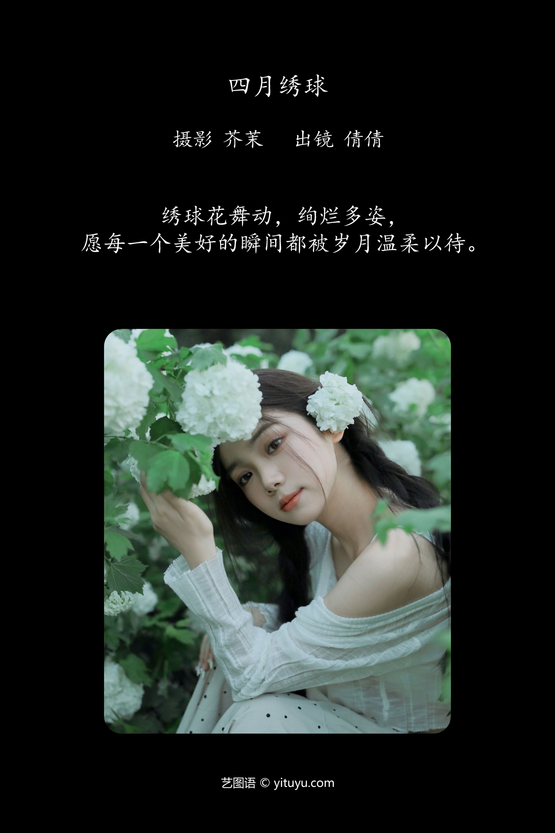 四月绣球 我不刷鸟
