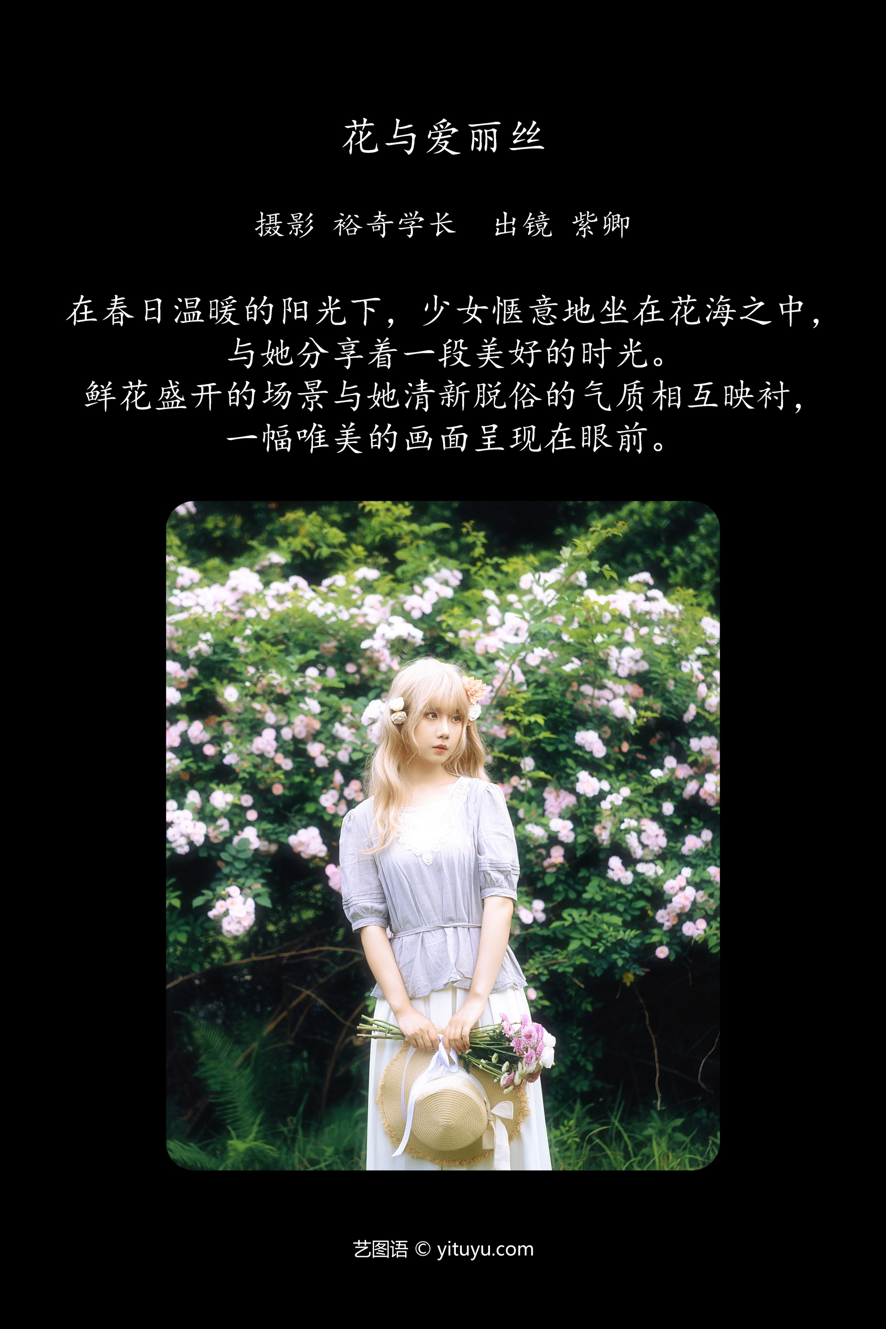 花与爱丽丝 紫卿