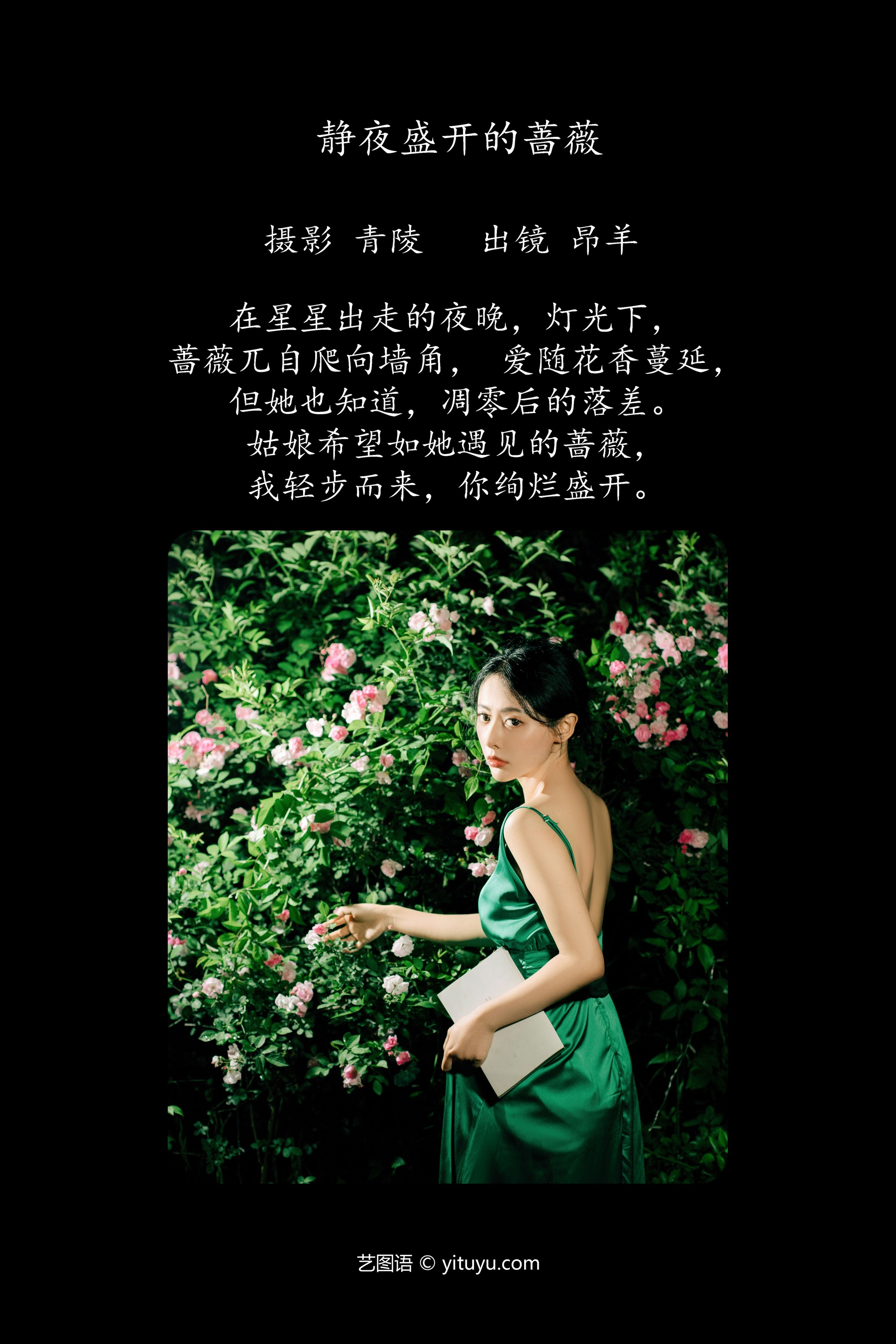 静夜盛开的蔷薇 昂羊