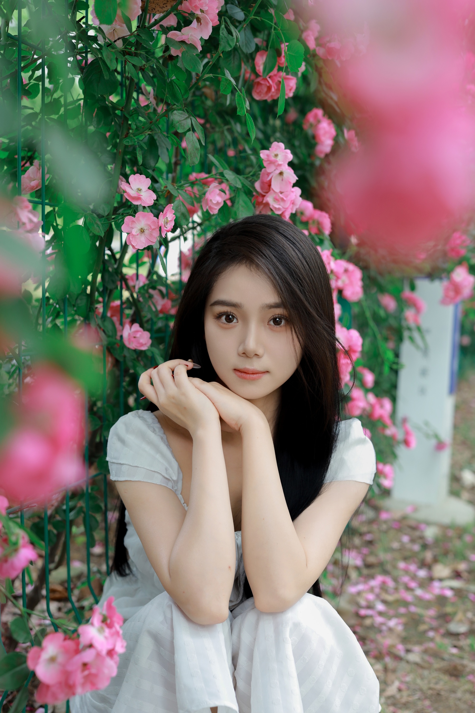 花墙 我不刷鸟