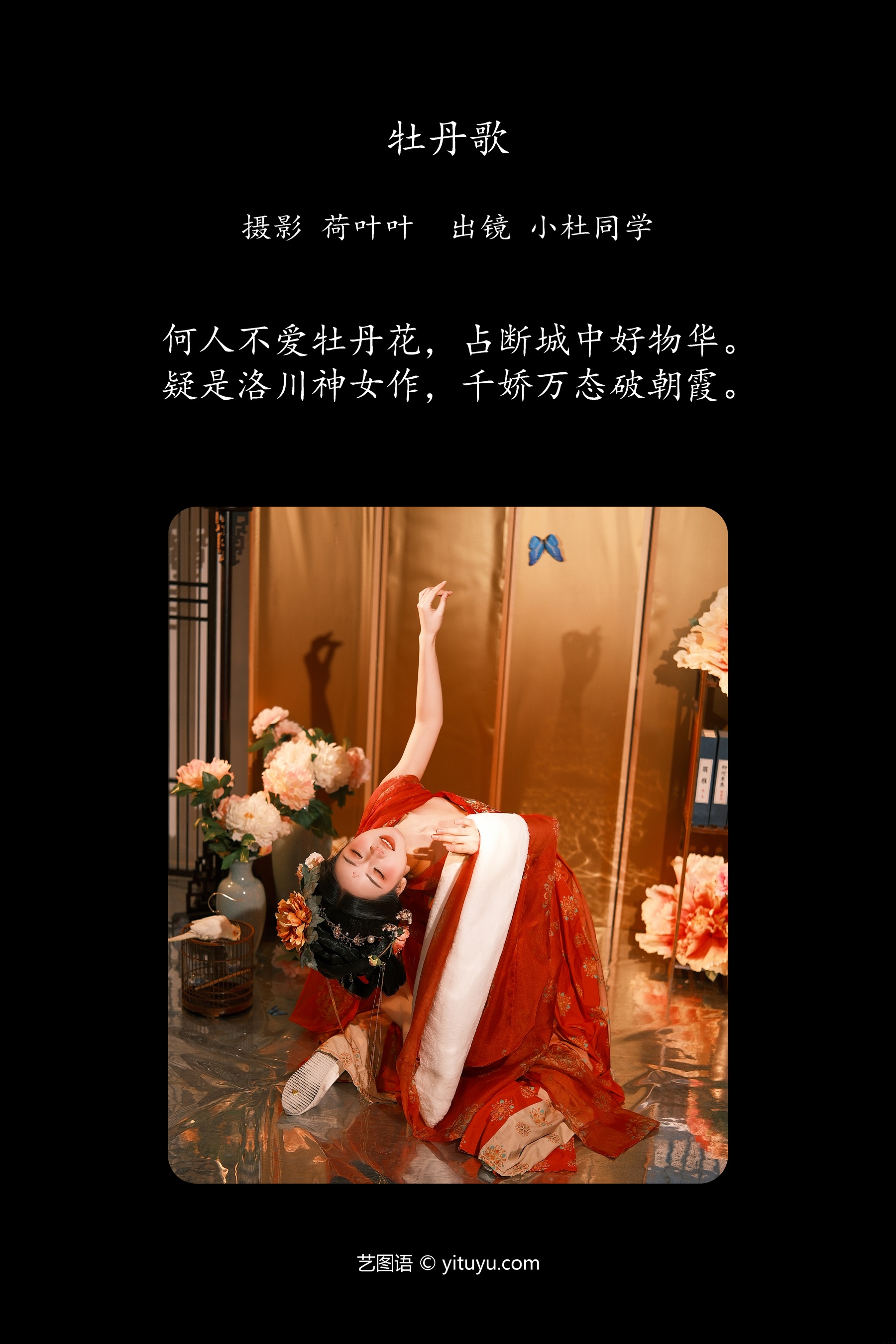 牡丹歌 小杜同学