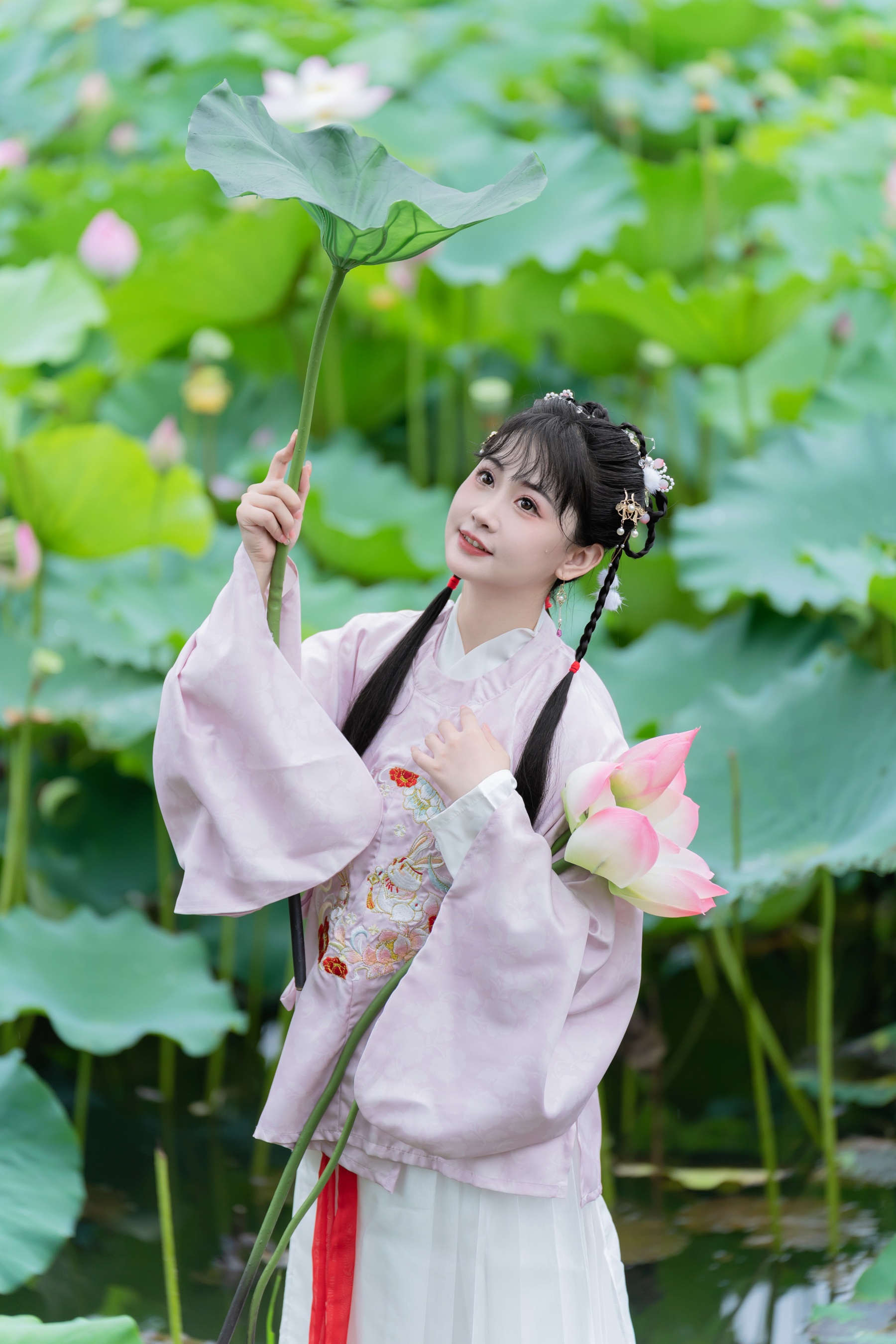 荷花的夏天 湫一只岁岁