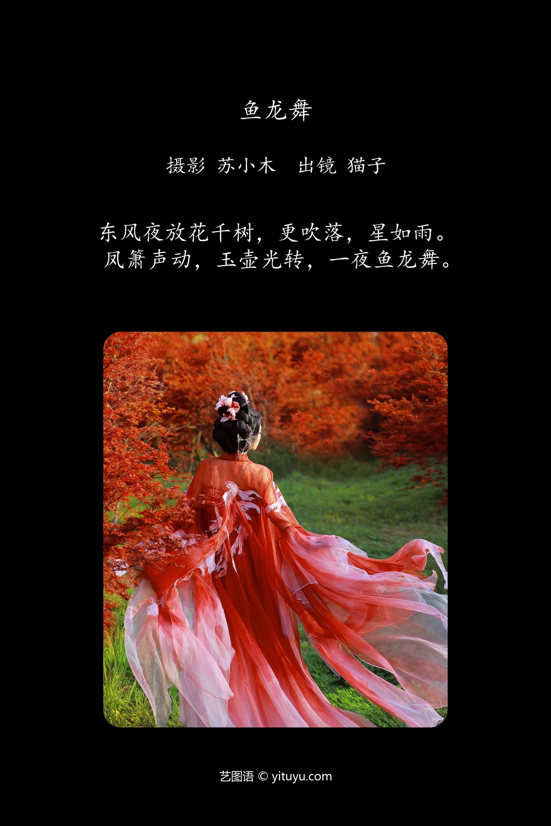 鱼龙舞 猫子子