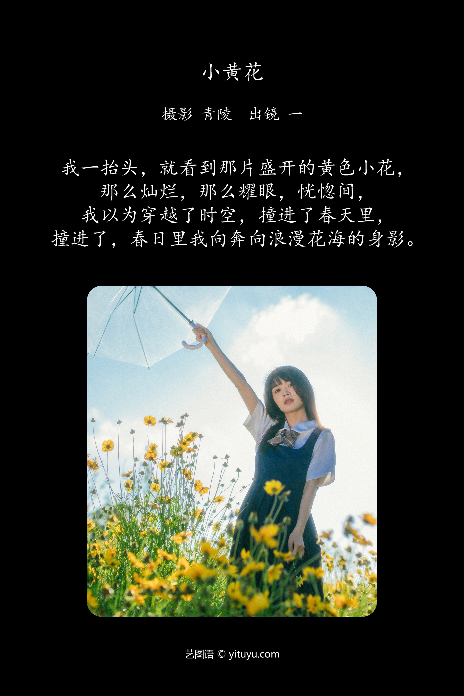 小黄花 一