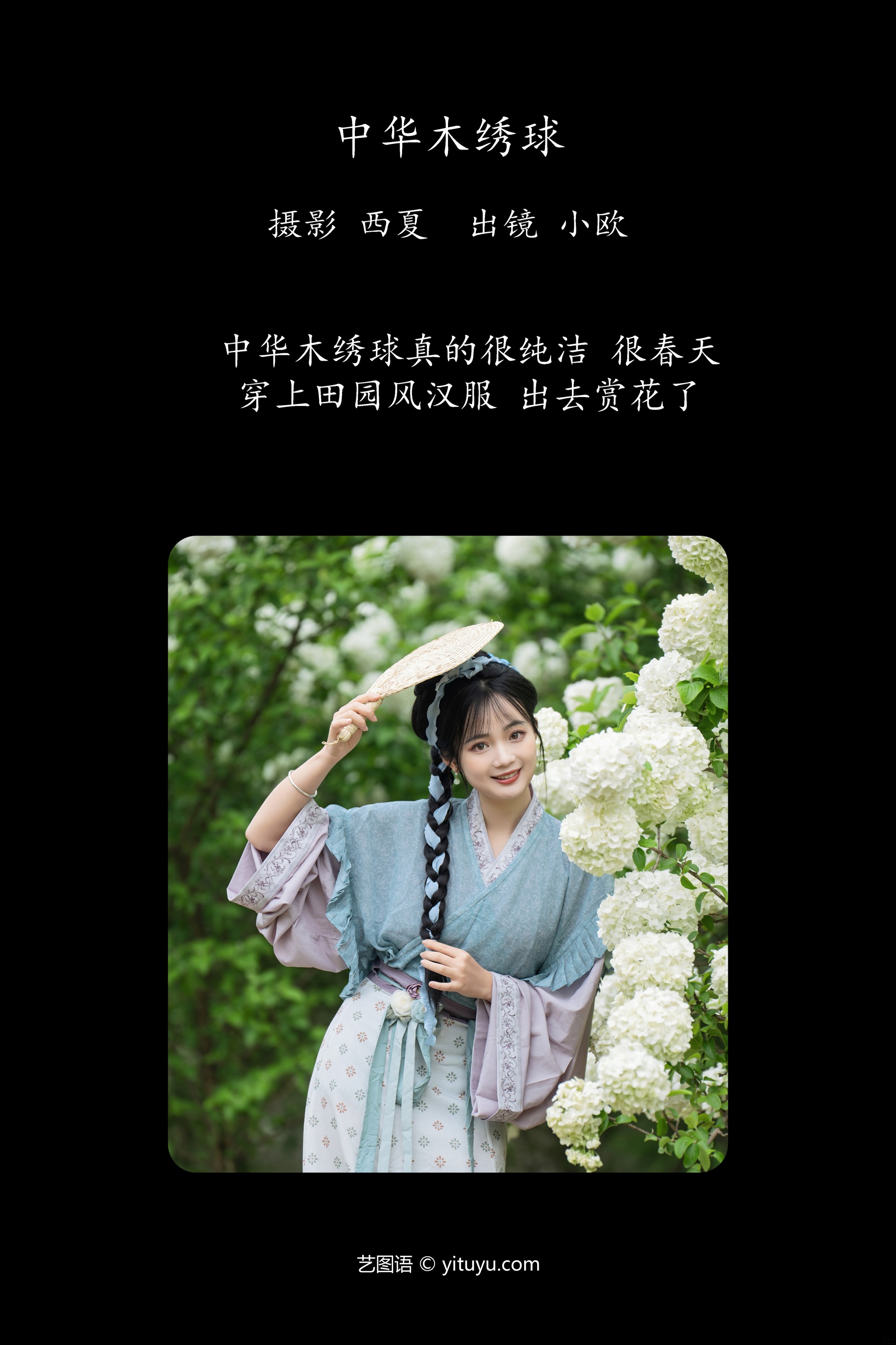 中华木绣球 小欧O