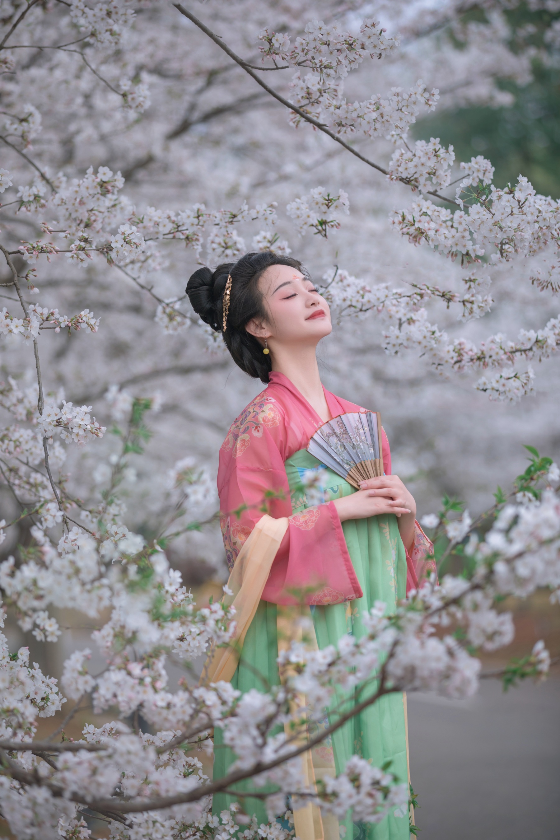 樱花漫 凌子兮