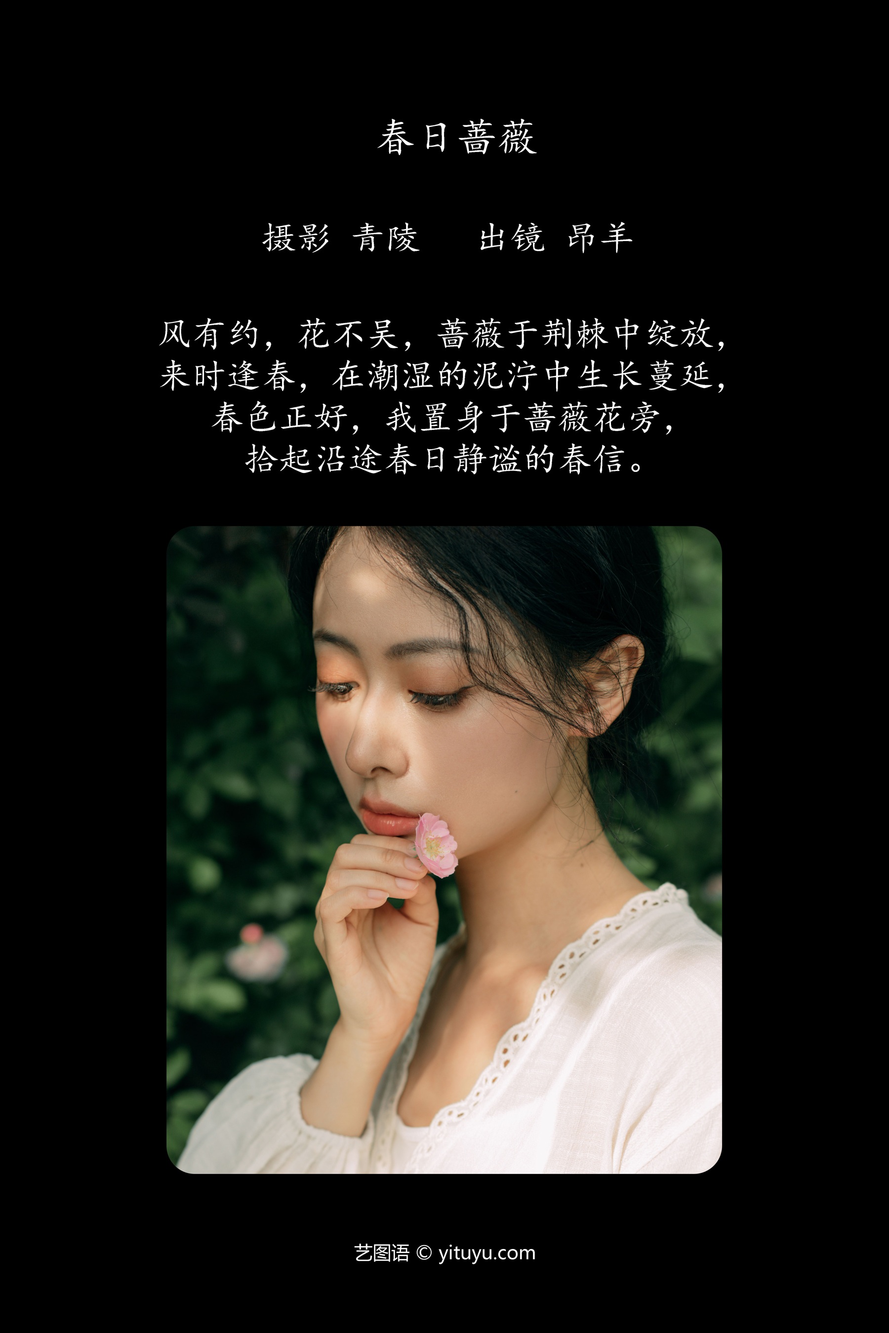 春日蔷薇 昂羊