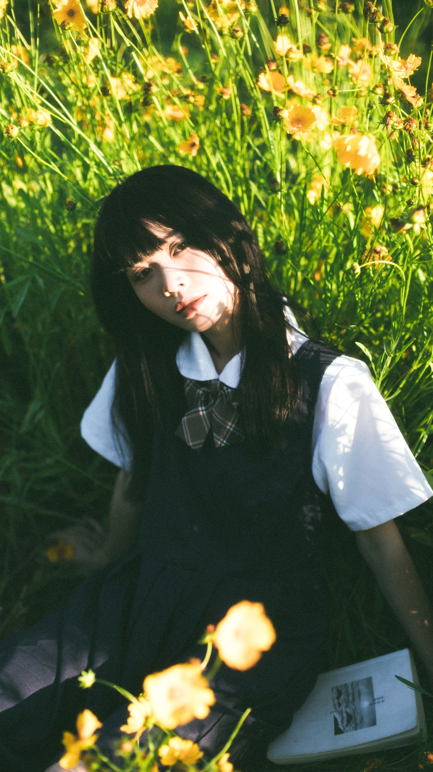 小黄花 一