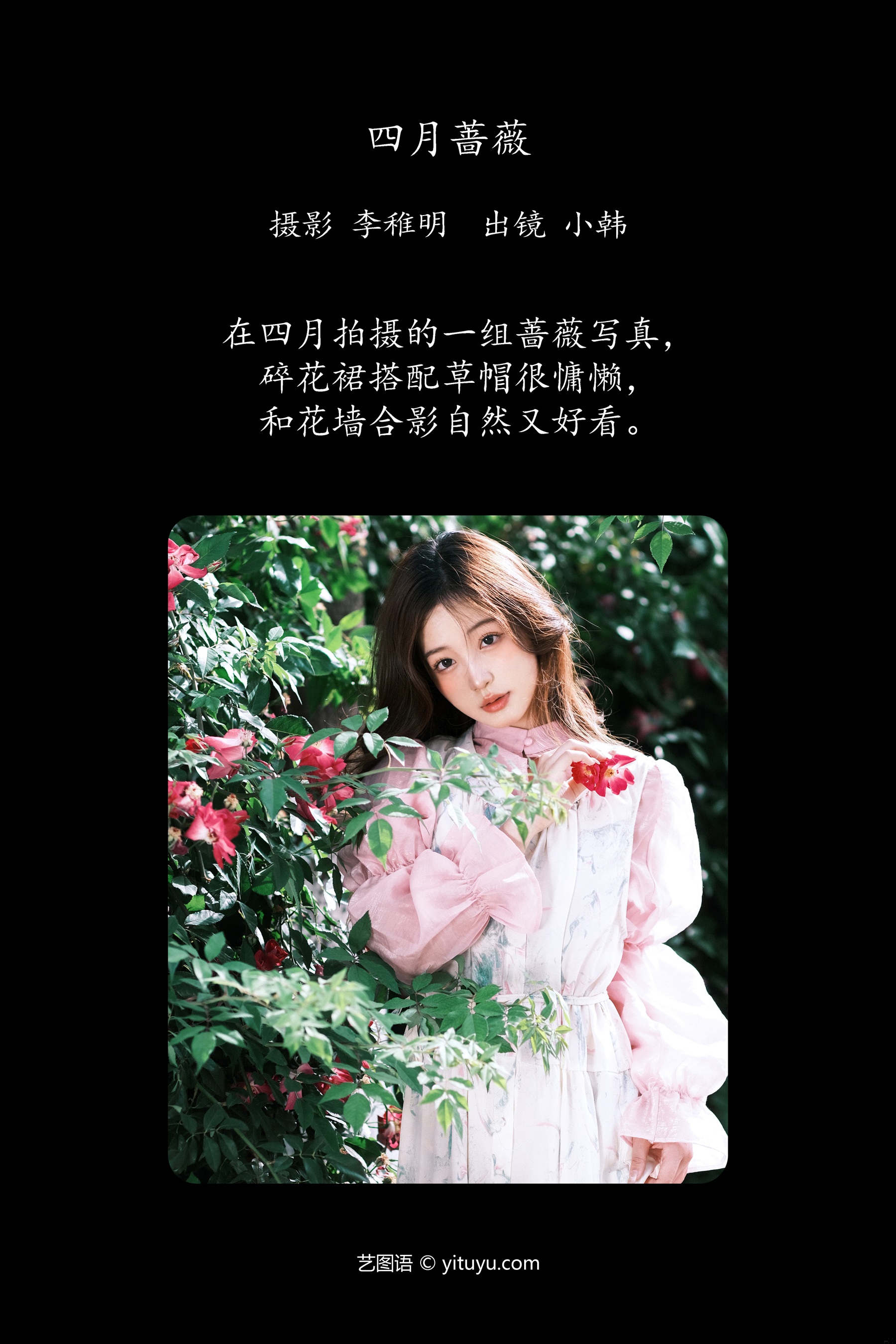 四月蔷薇 高冷小别兔