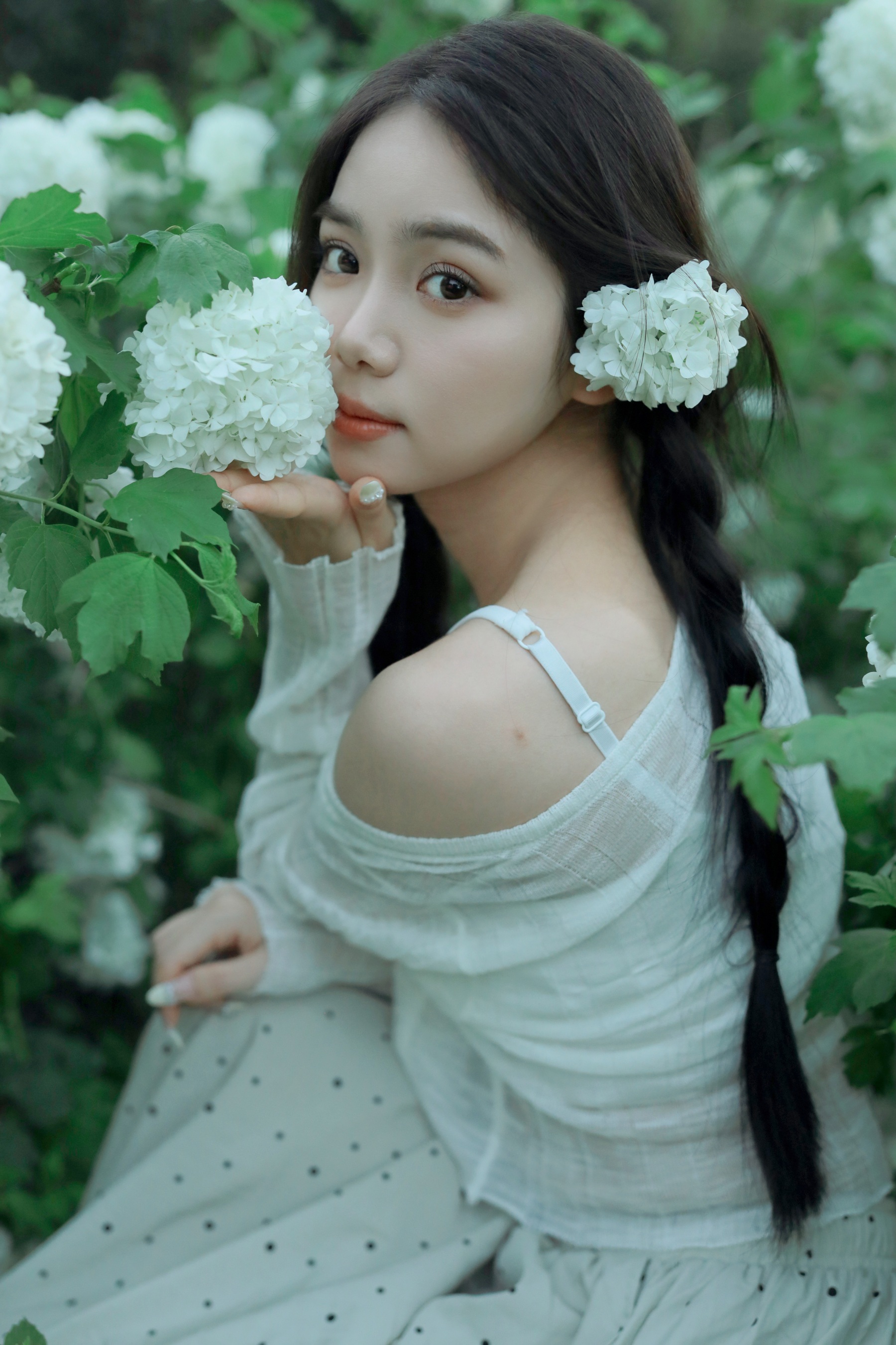 四月绣球 我不刷鸟