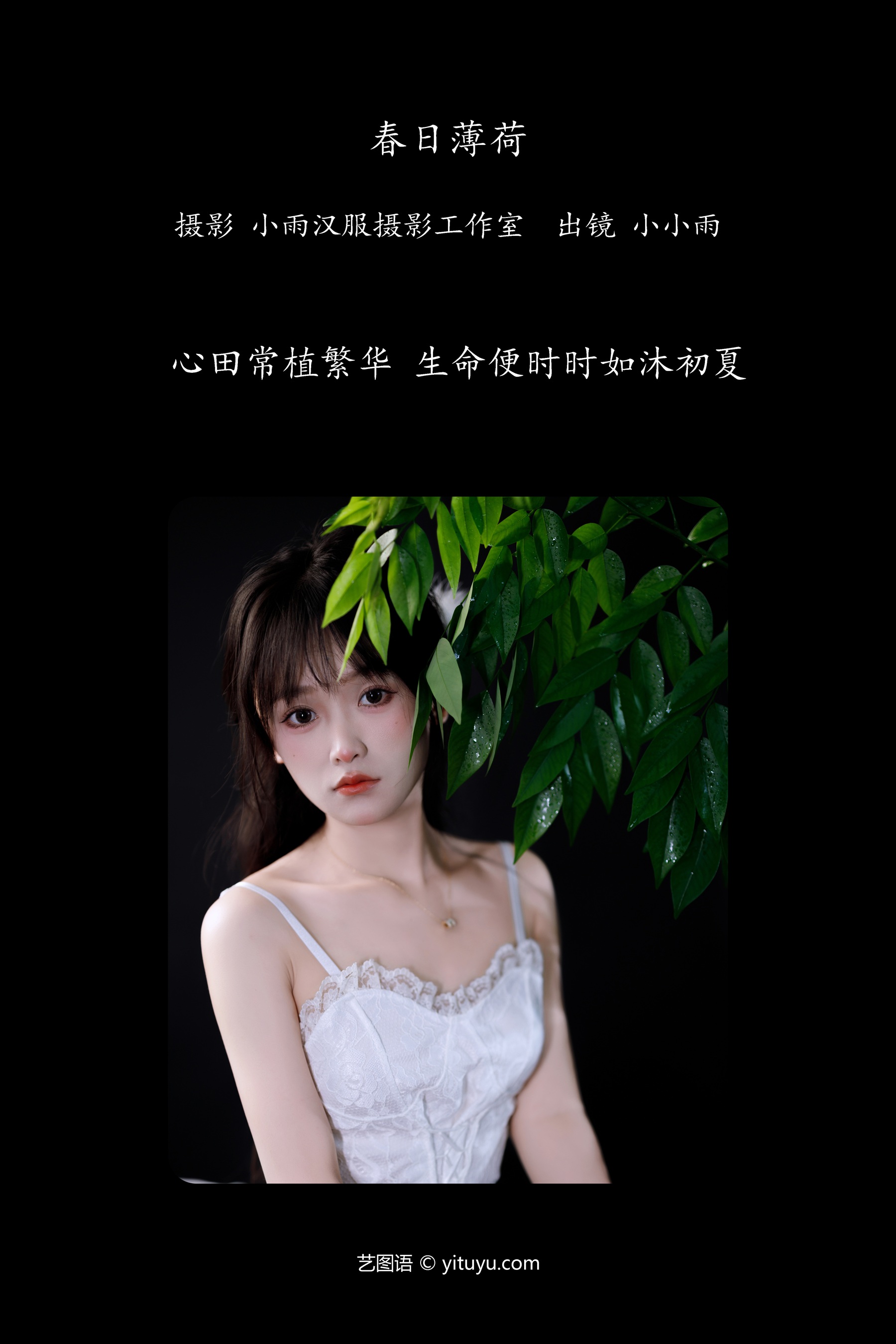 春日薄荷 小小雨