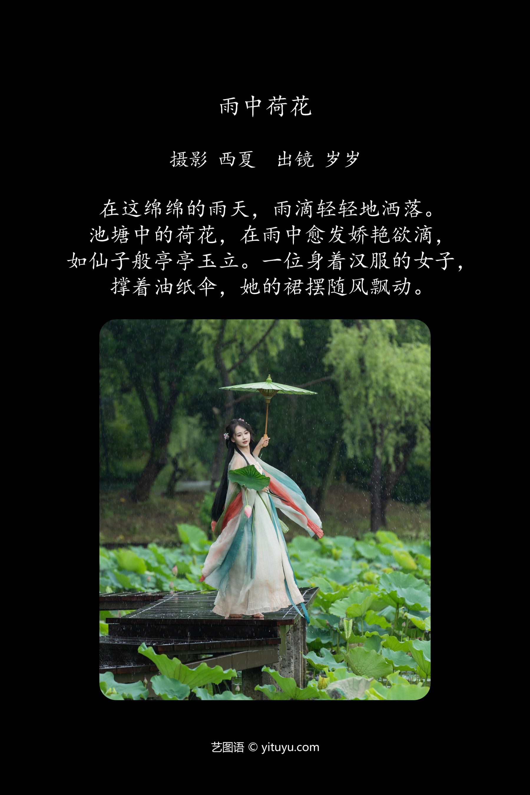 雨中荷花 湫一只岁岁