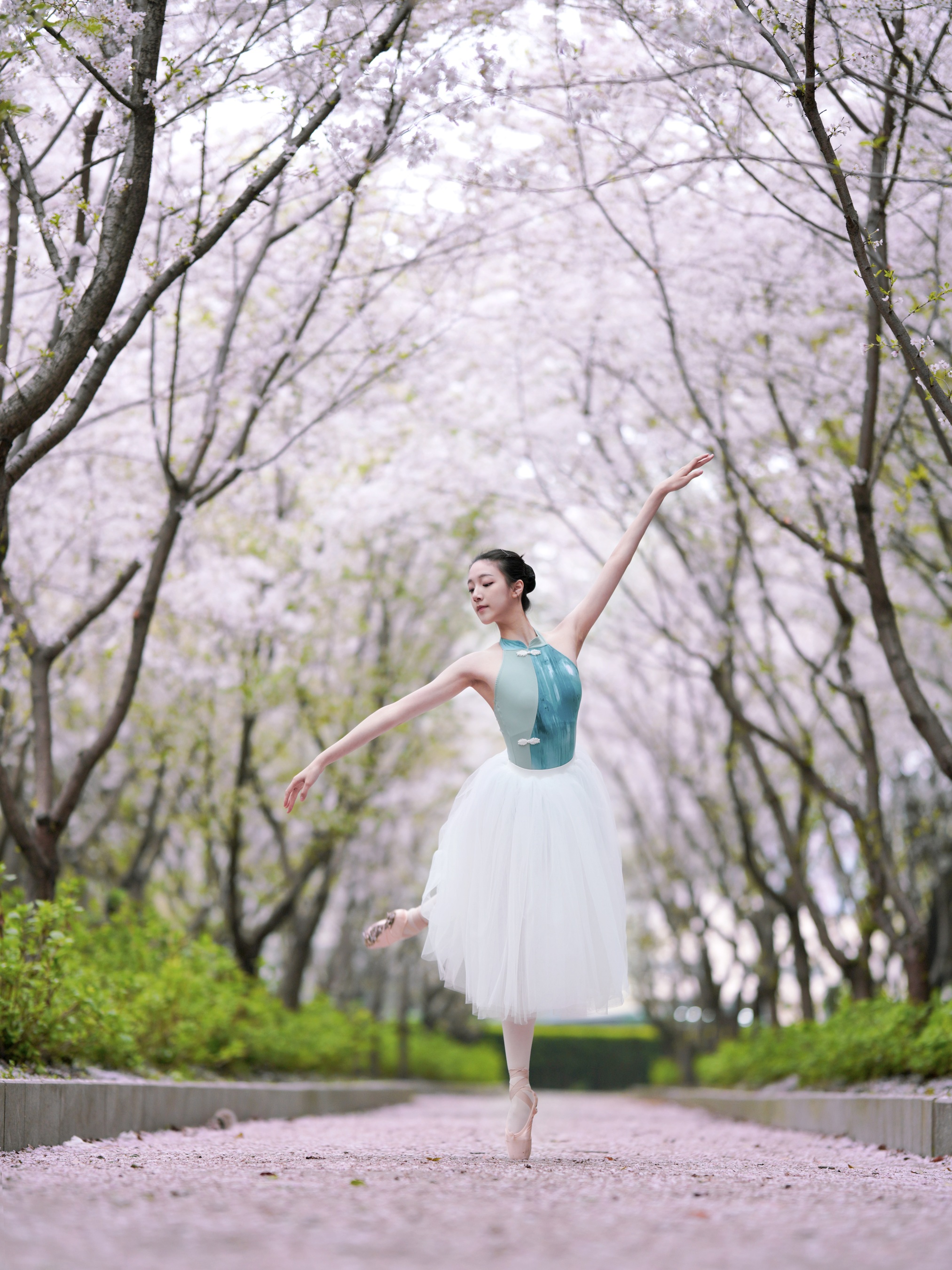 樱花芭蕾 小熊