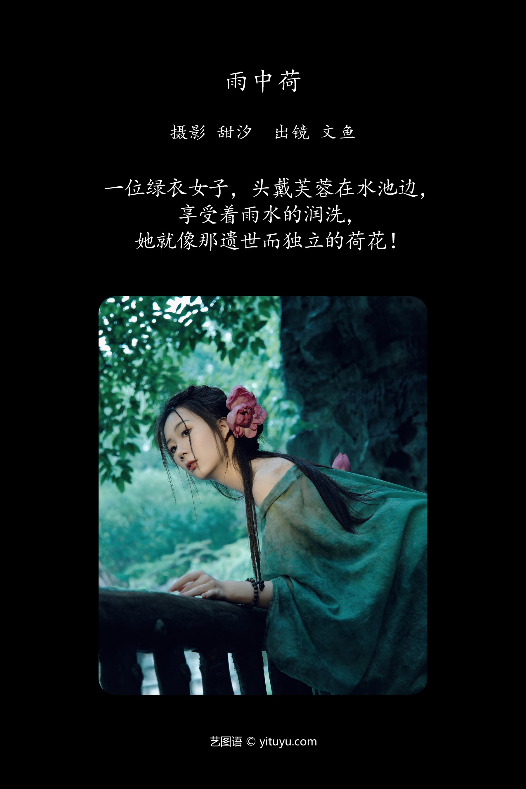 雨中荷 文鱼
