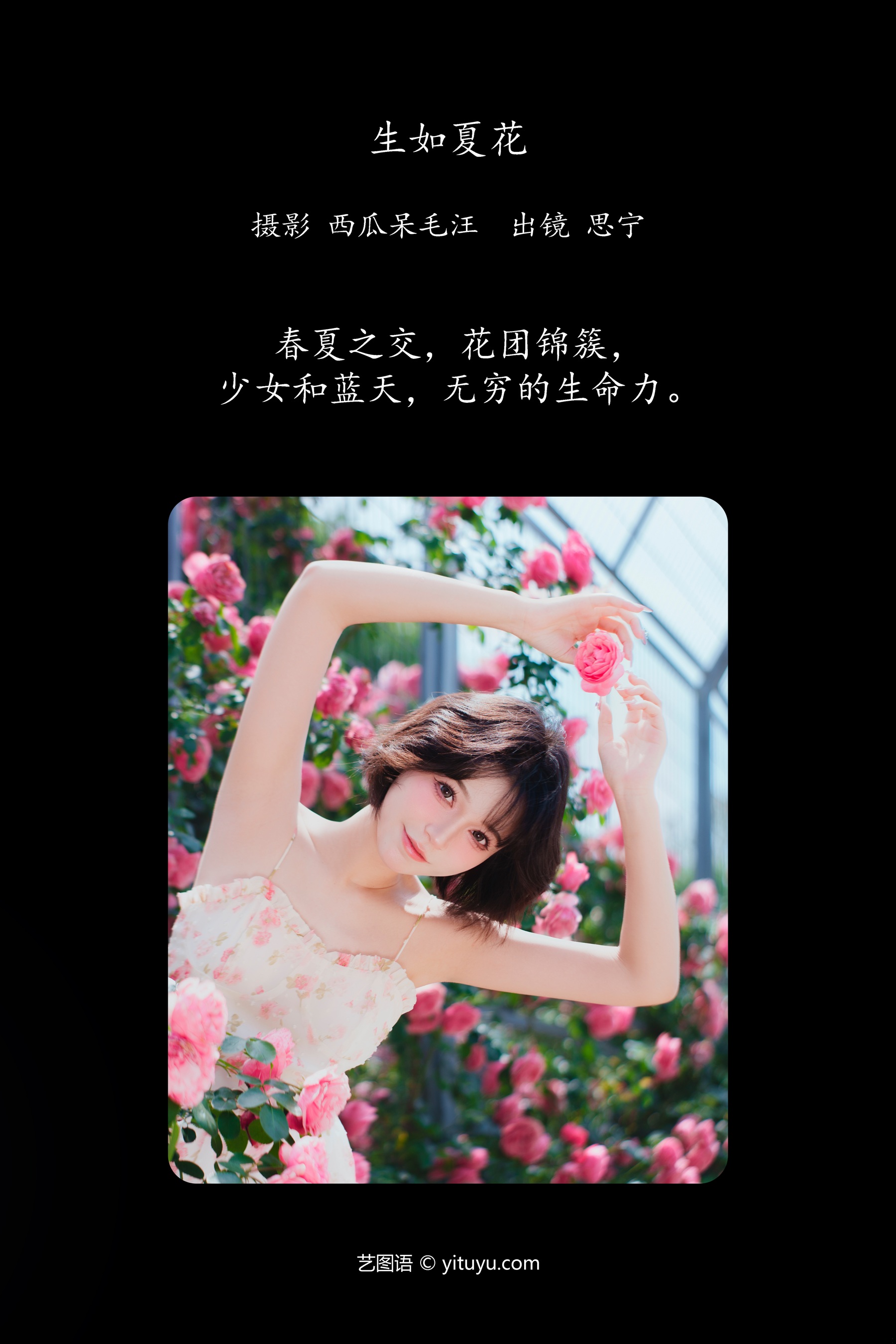 生如夏花 Disexi思宁