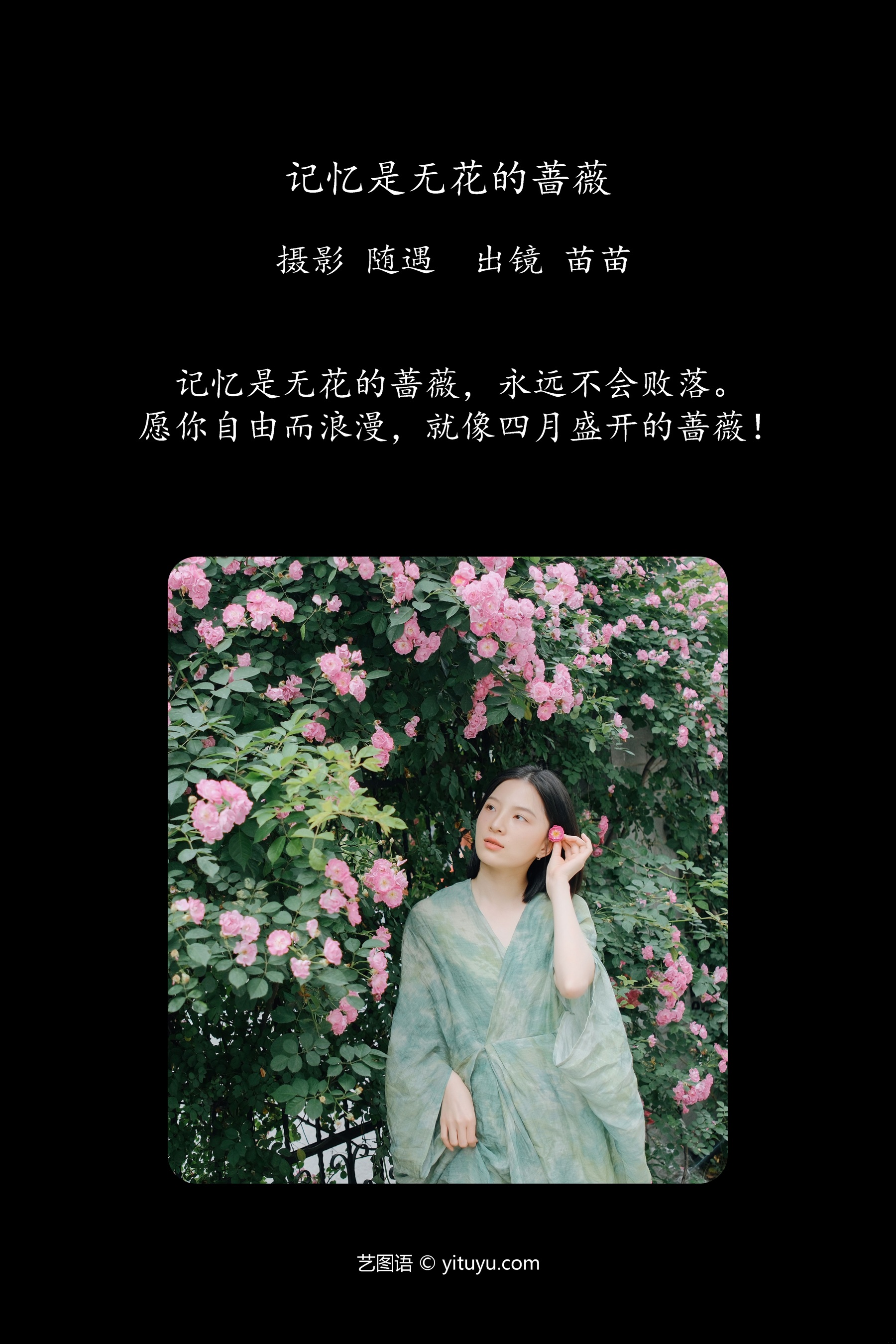 记忆是无花的蔷薇 苗苗