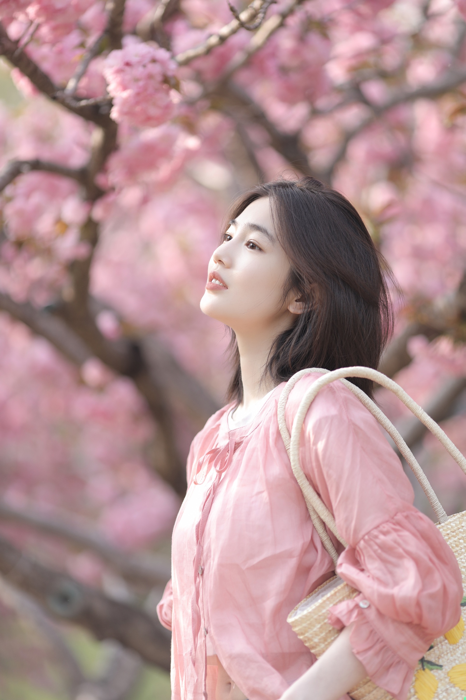 晚樱 凡凡