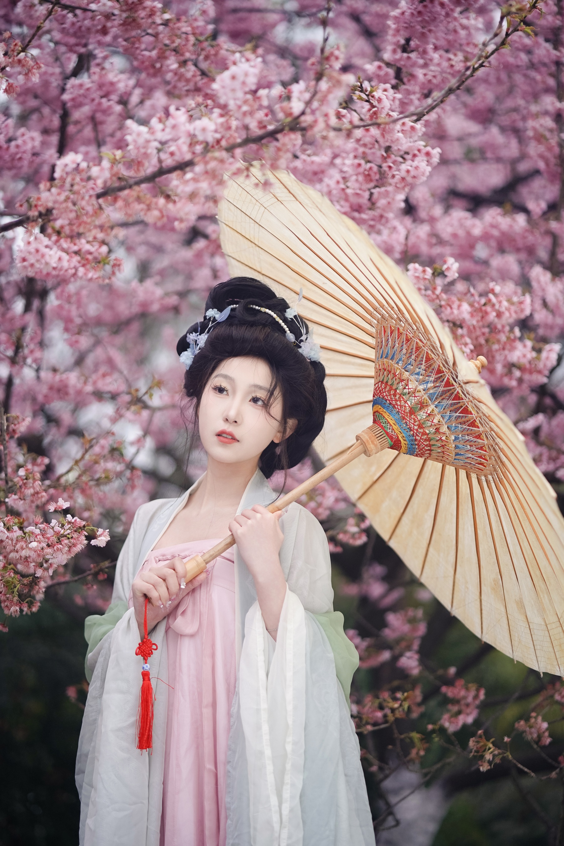 春樱 树芊忆