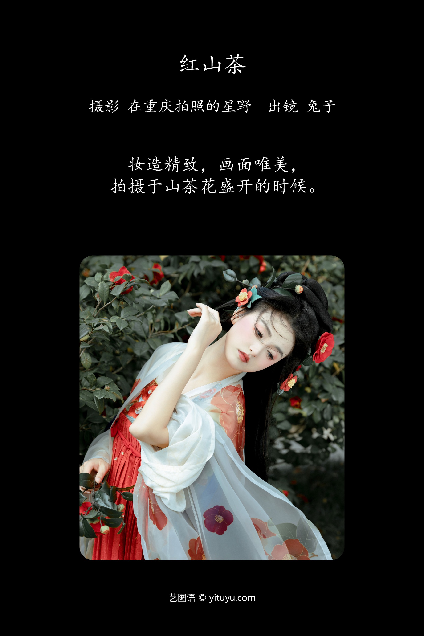 红山茶 华丽