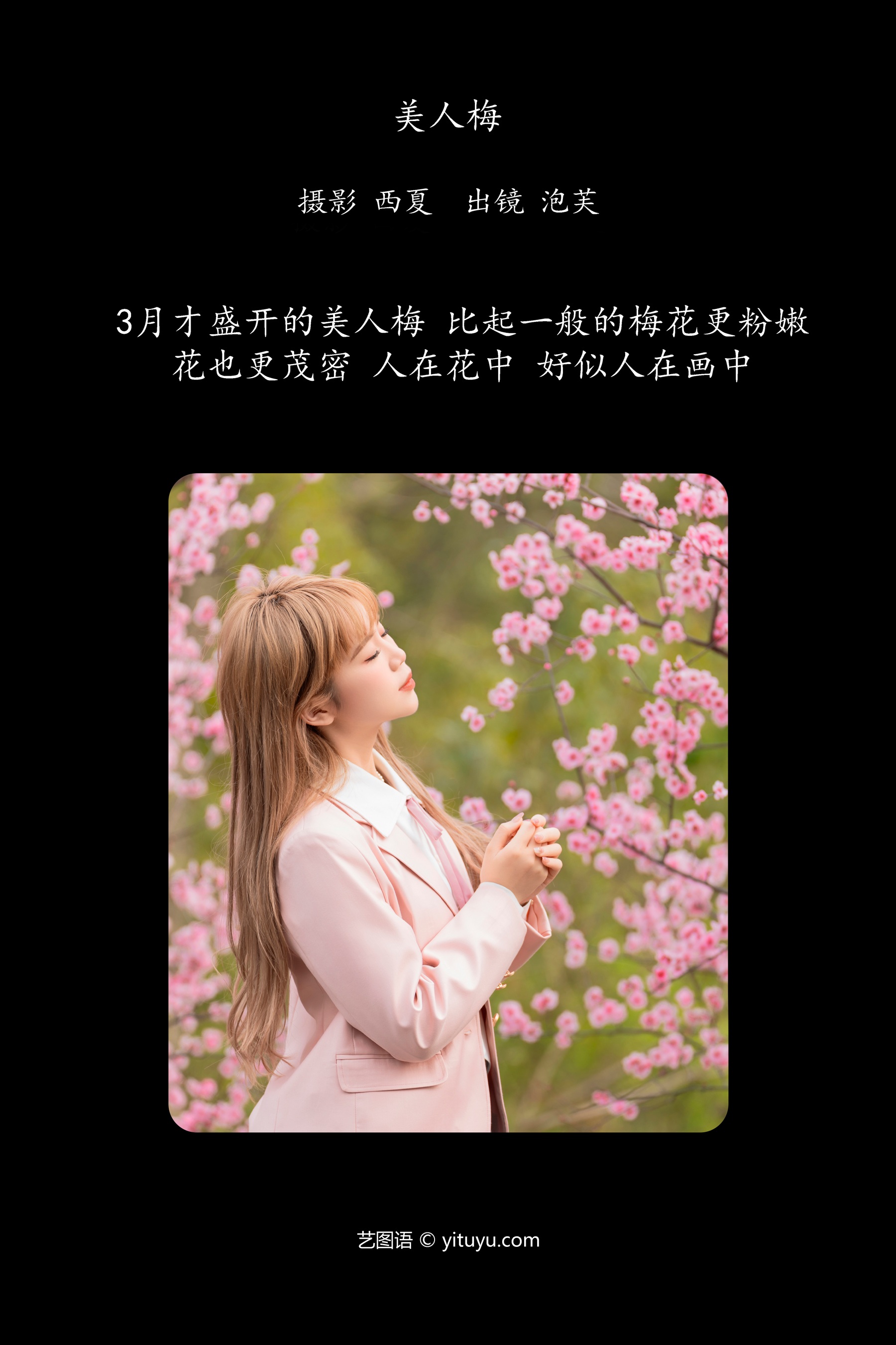 美人梅 泡芙小方