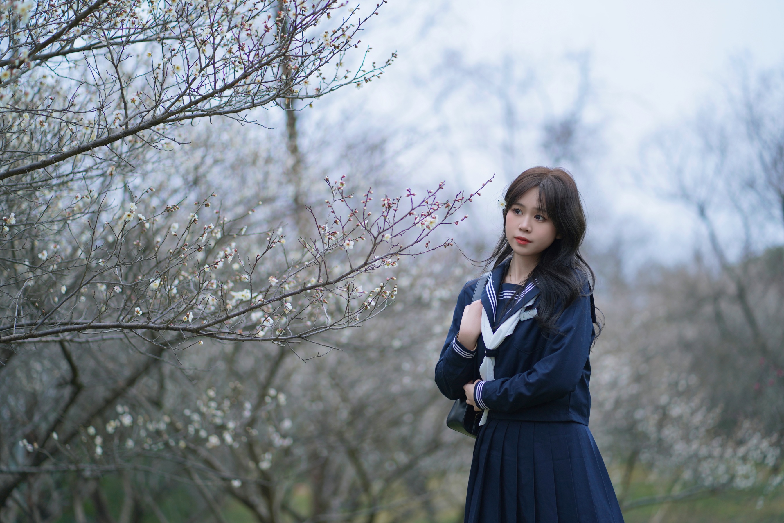 梅花树下 泡芙小方