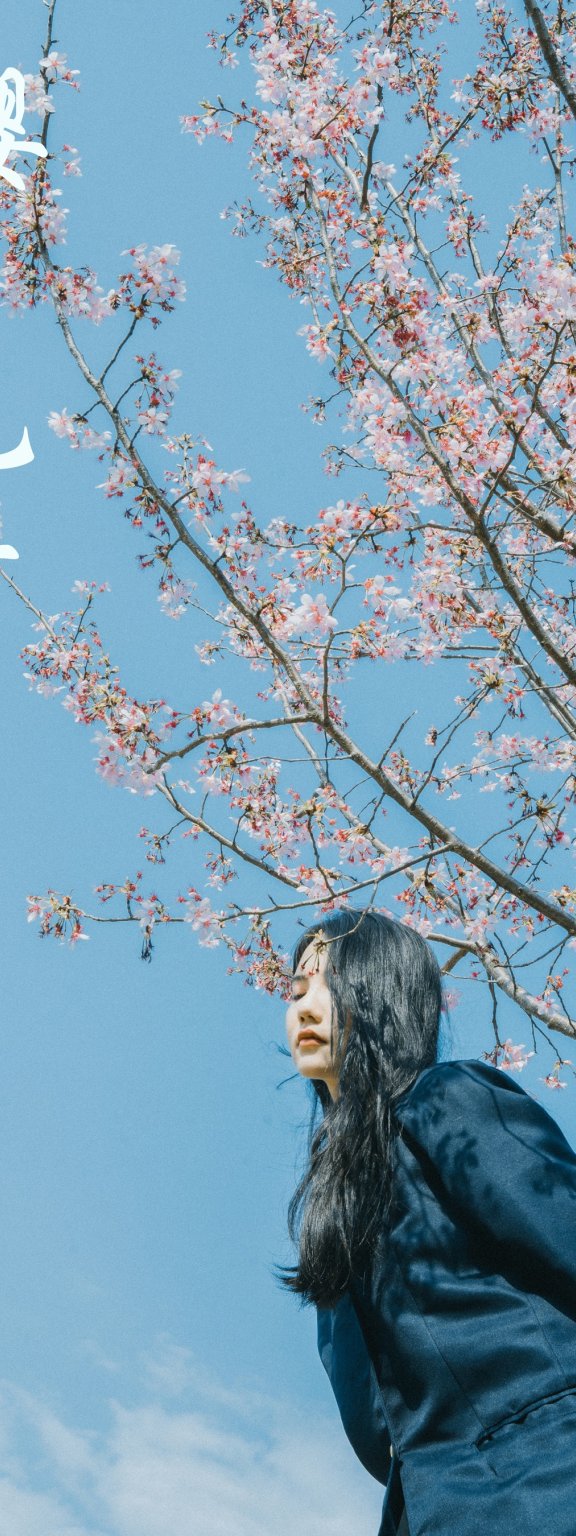 樱花已开 颜十一